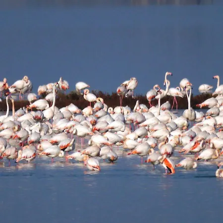 La Pinetina * 丽都斯皮纳