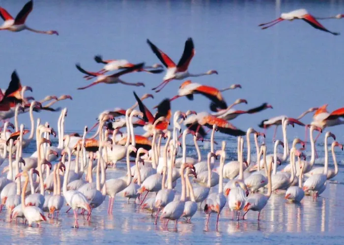 בית נופש La Pinetina