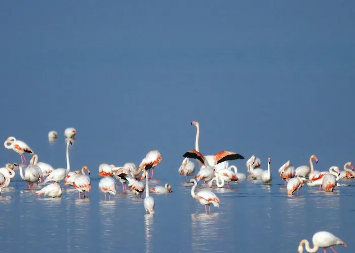 La Pinetina לידו דה ספינה