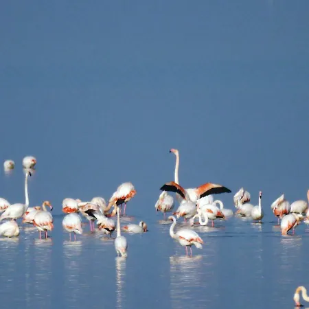 La Pinetina Lido di Spina
