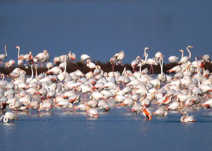 La Pinetina * Lido di Spina