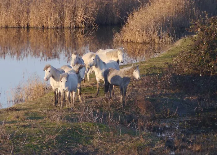 Dom wakacyjny La Pinetina *